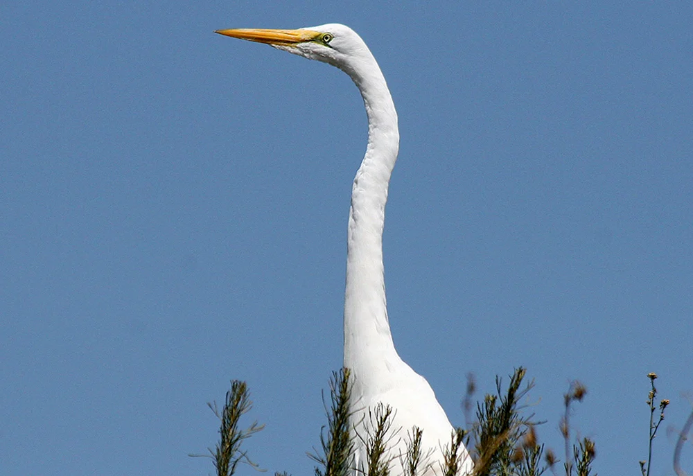 Weißer Vogel wie ein Reiher