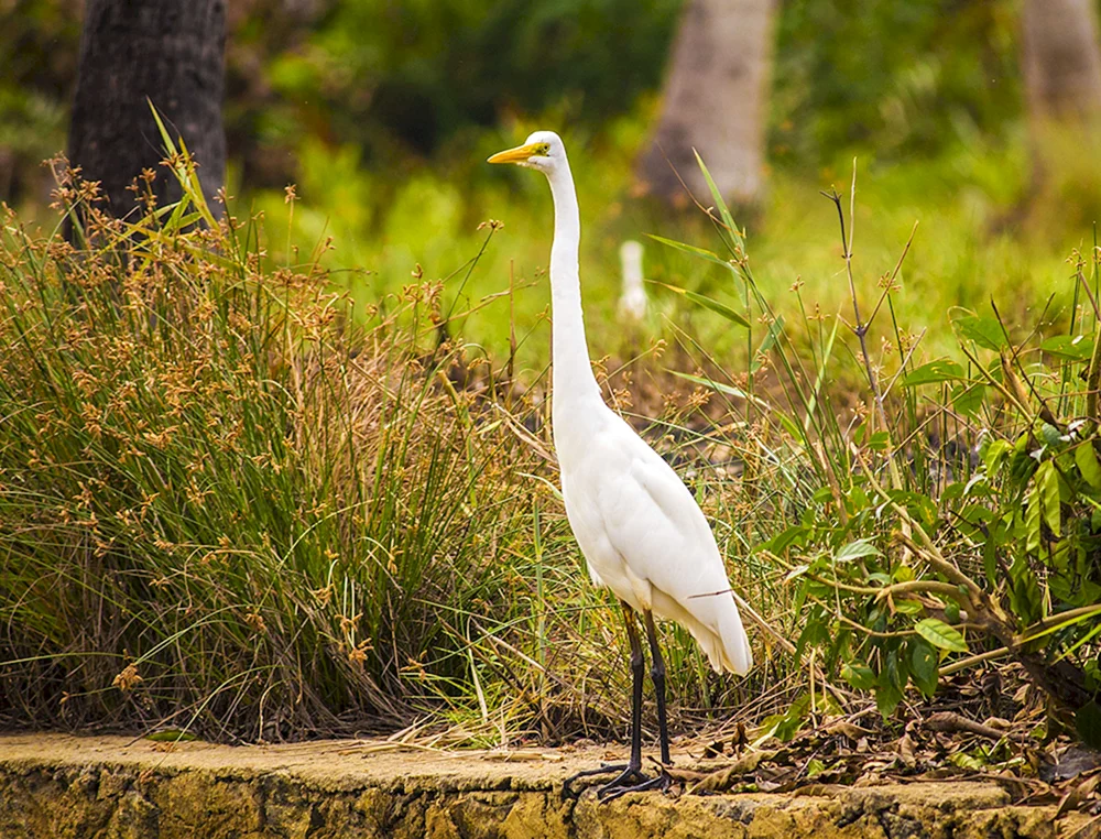 Weißer Vogel mit langem Hals