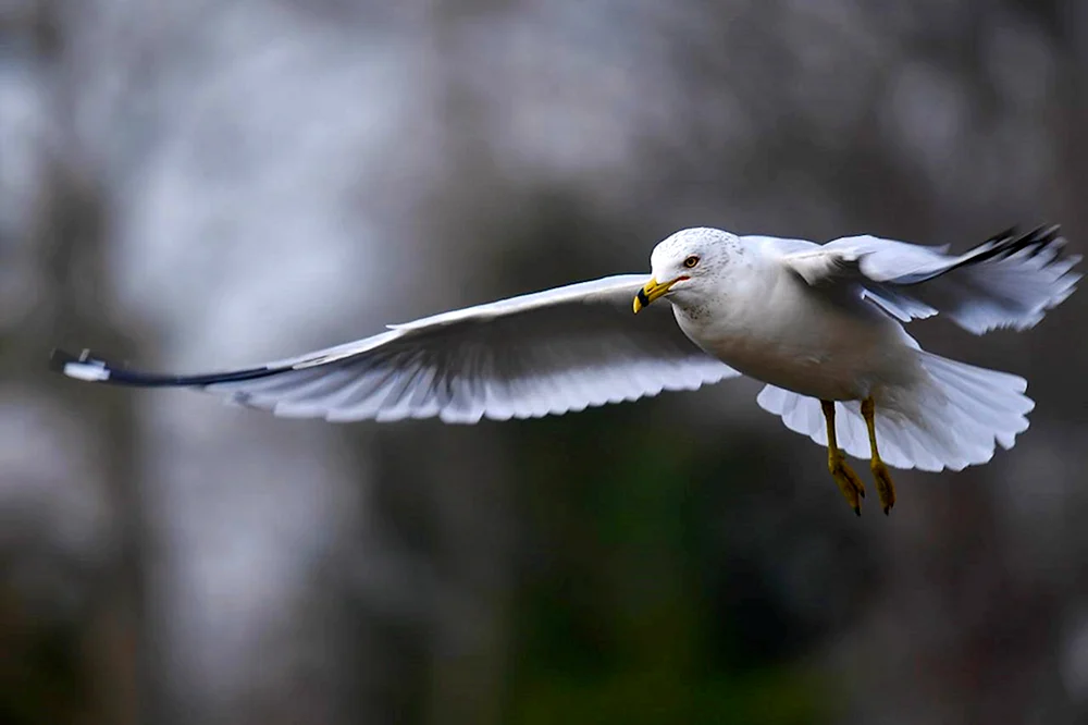 Weißer Vogel im Flug