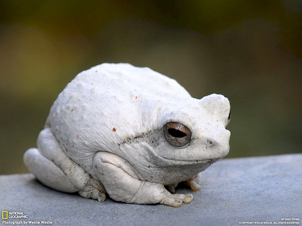 Weißer Spornfrosch