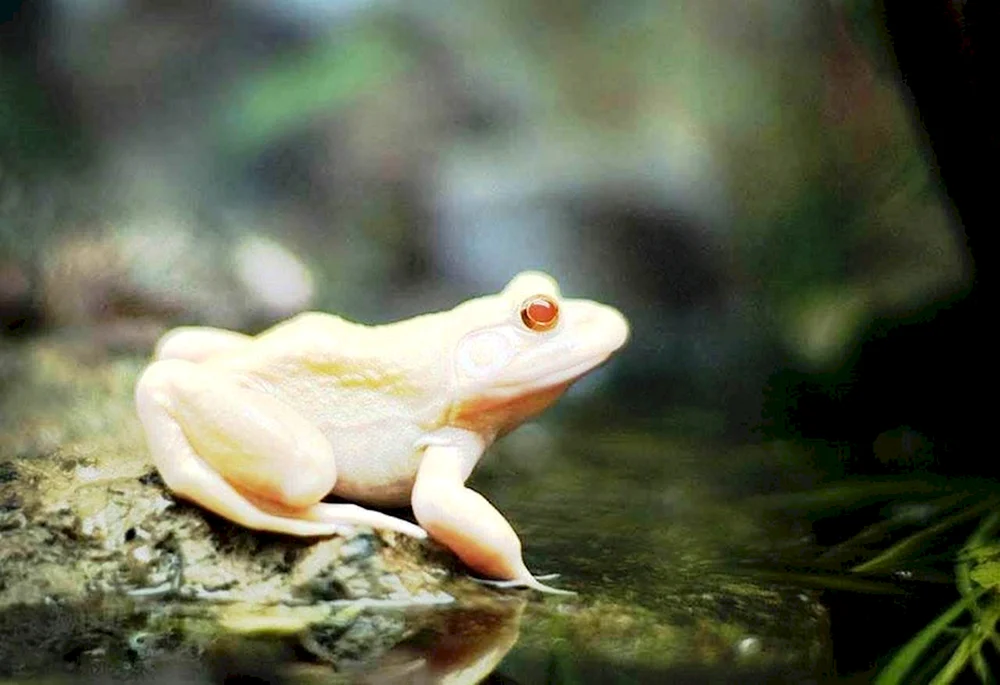 Weißer Spornfrosch
