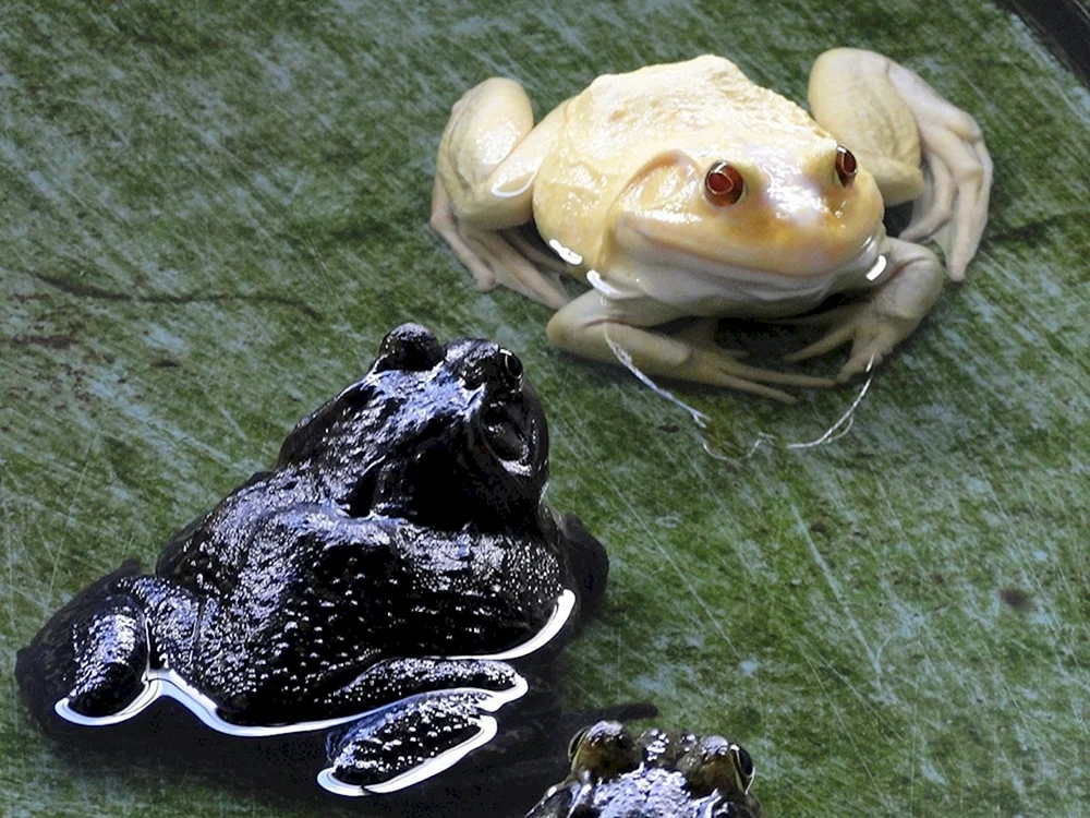 Weißer Sporn-Albino-Frosch