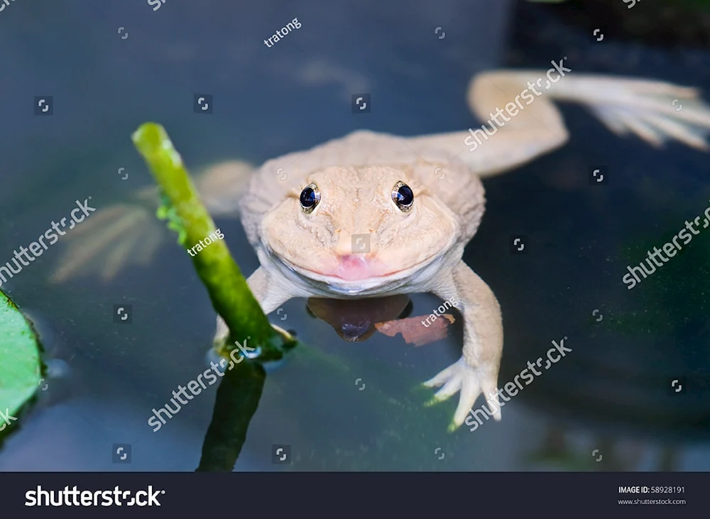 Weißer Albino-Spornfrosch