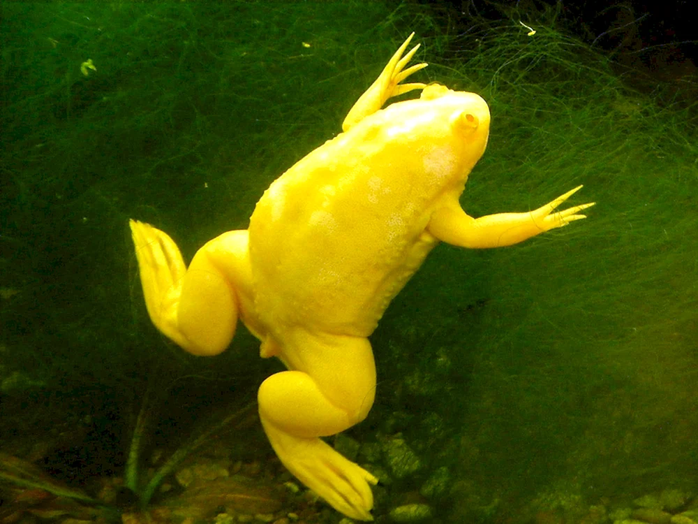 Spornquacker