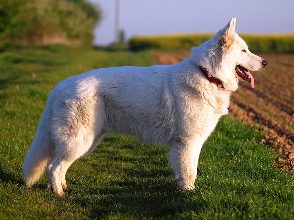 Weißer Schweizer Schäferhund