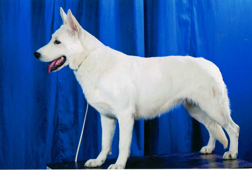 Polnischer Podhale Schäferhund