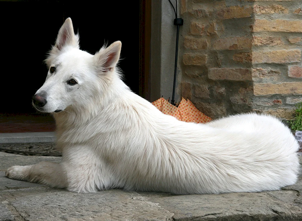 Weißer Schweizer Schäferhund langhaarig