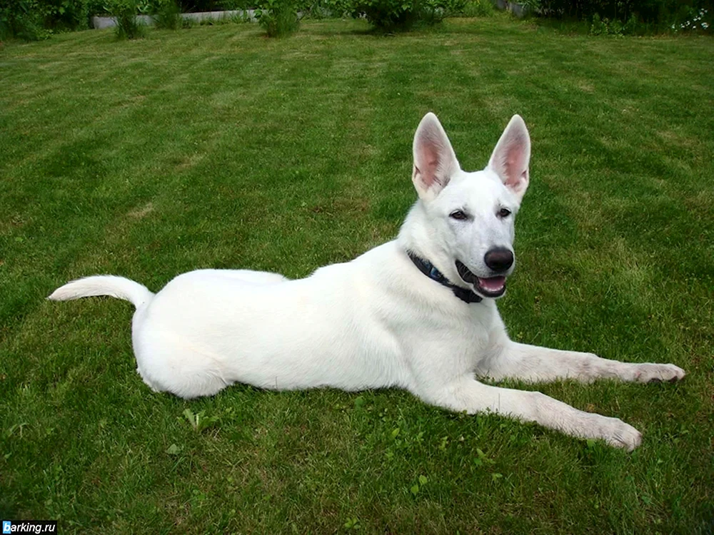 Weißer Schweizer Schäferhund glatt-haarig
