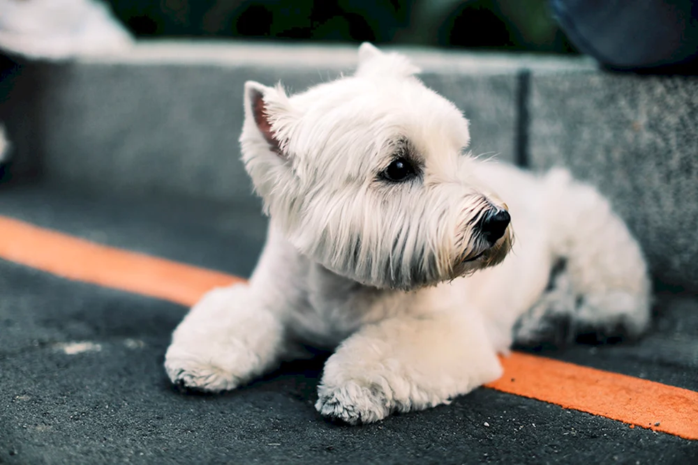 Weißer Hund