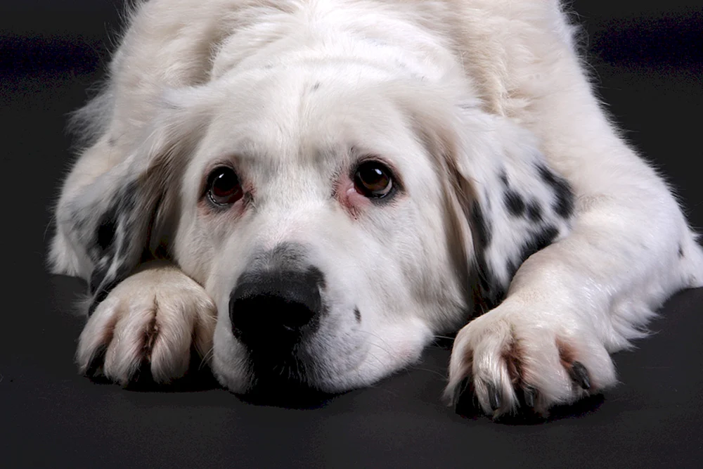 Samojedischer Schäferhund