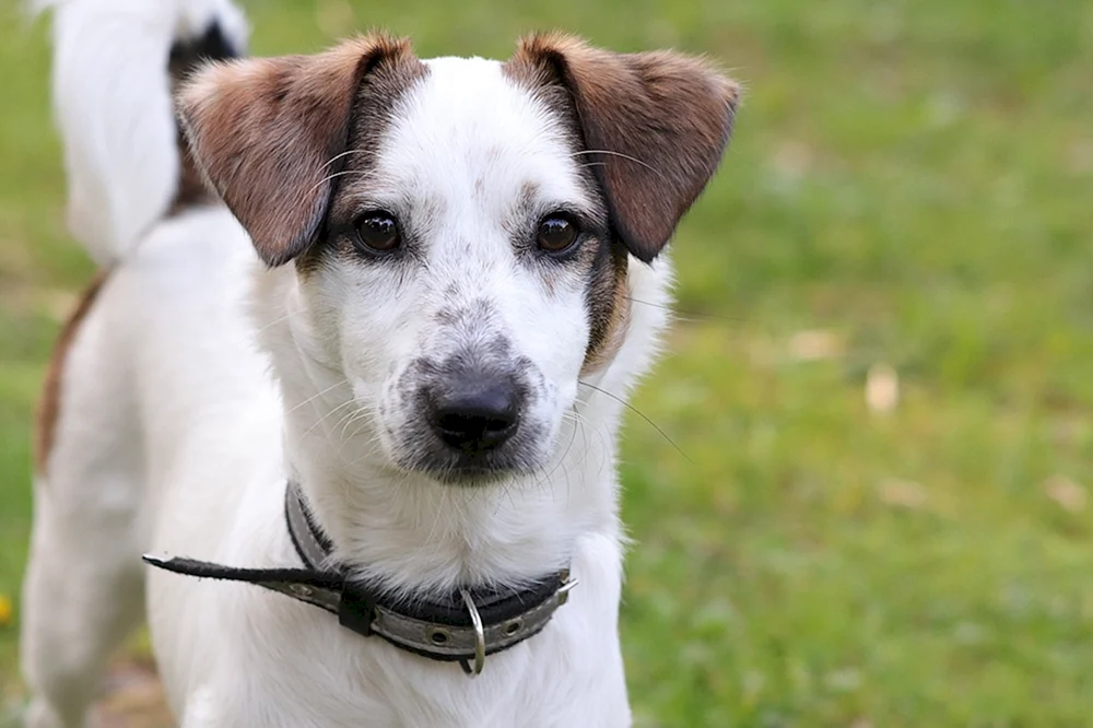 Weißer Hund mit braunen Ohren