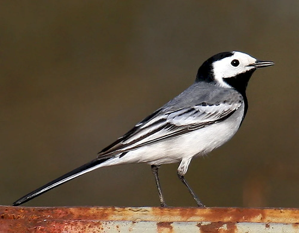 Weiße Bachstelze Motacilla alba