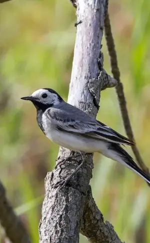 Bachstelze Motacilla Alba