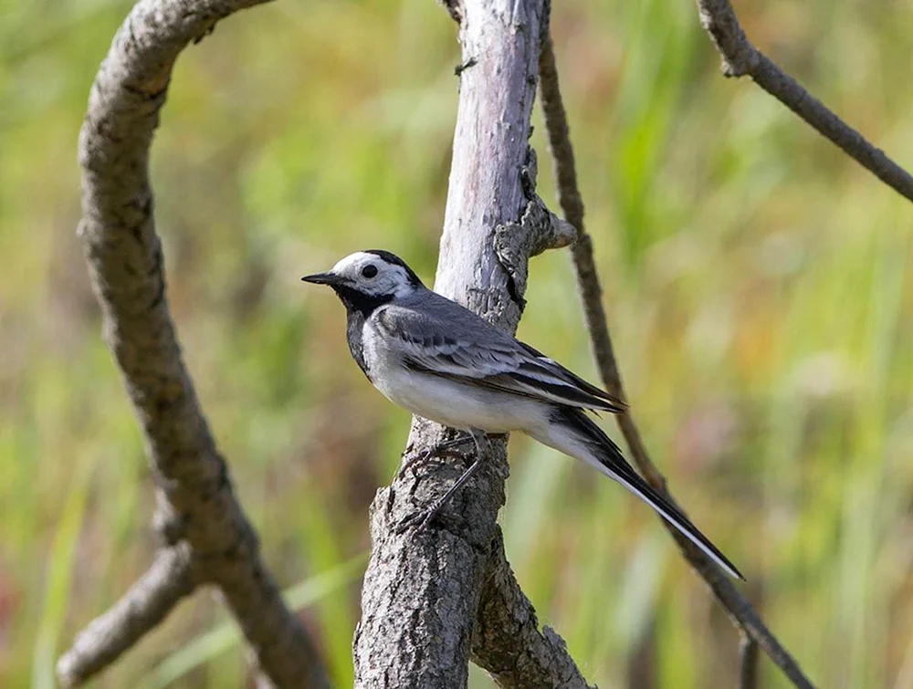 Bachstelze Motacilla Alba