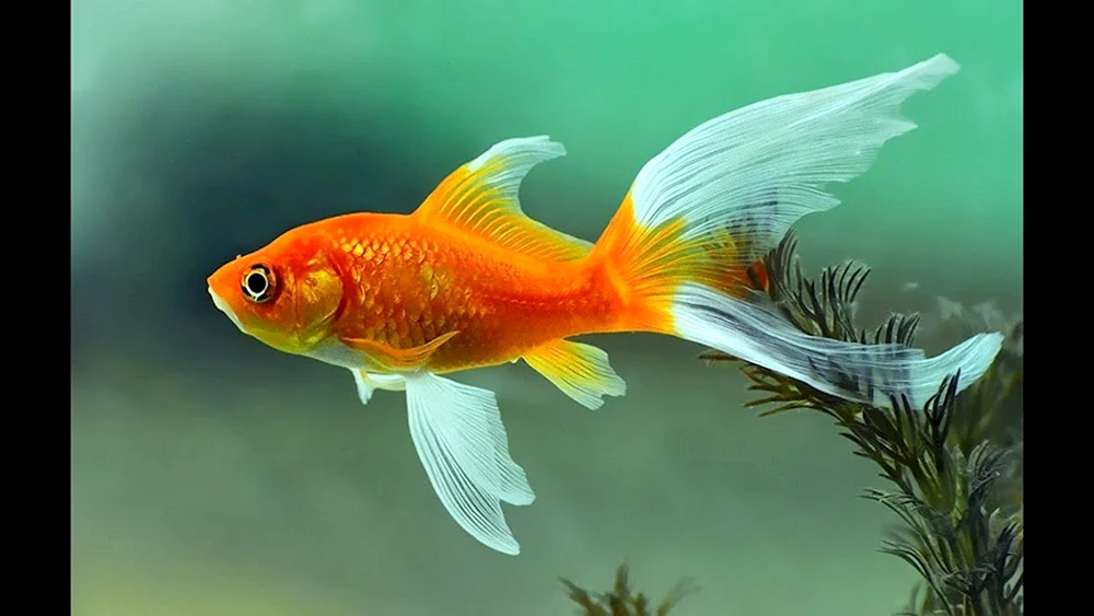 Goldfisch Cartoon
