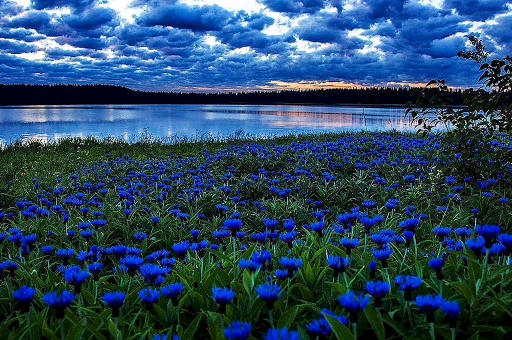 Belarus Blau