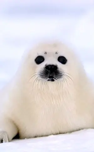 Baikalrobbenbaby Bailek