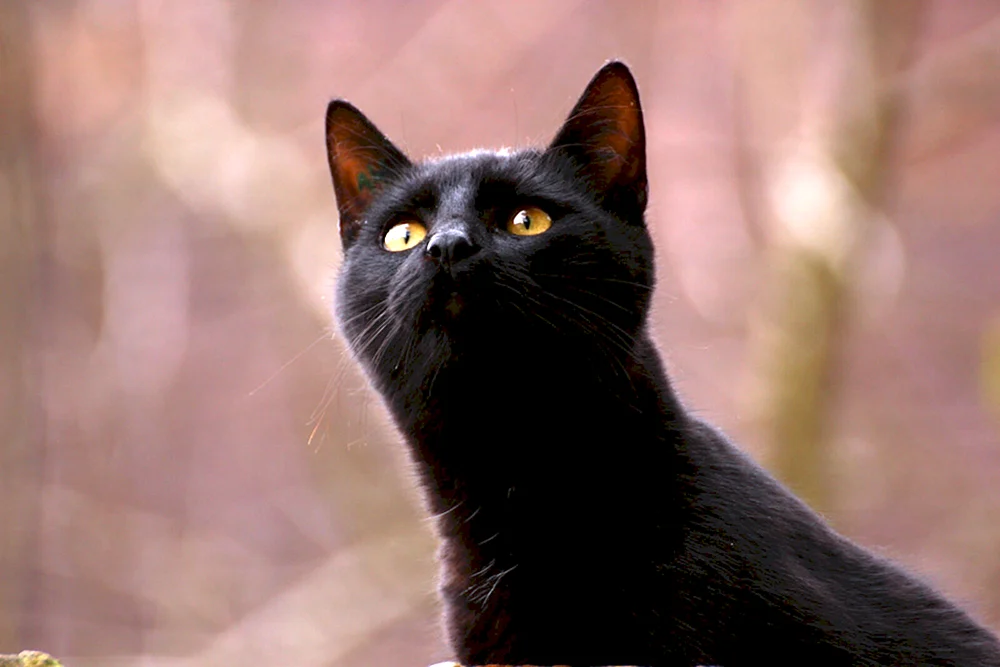 Belgische schwarze Katze Katze