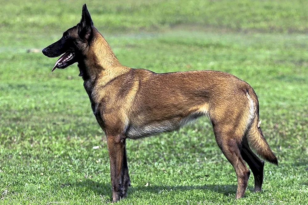 Belgischer Malinois