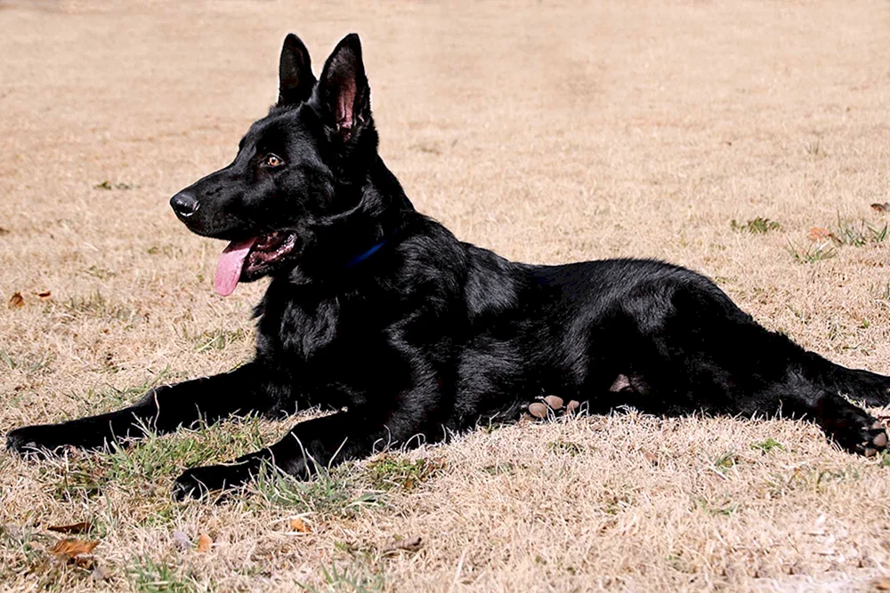 Belgischer Schäferhund schwarz glatt-haarig