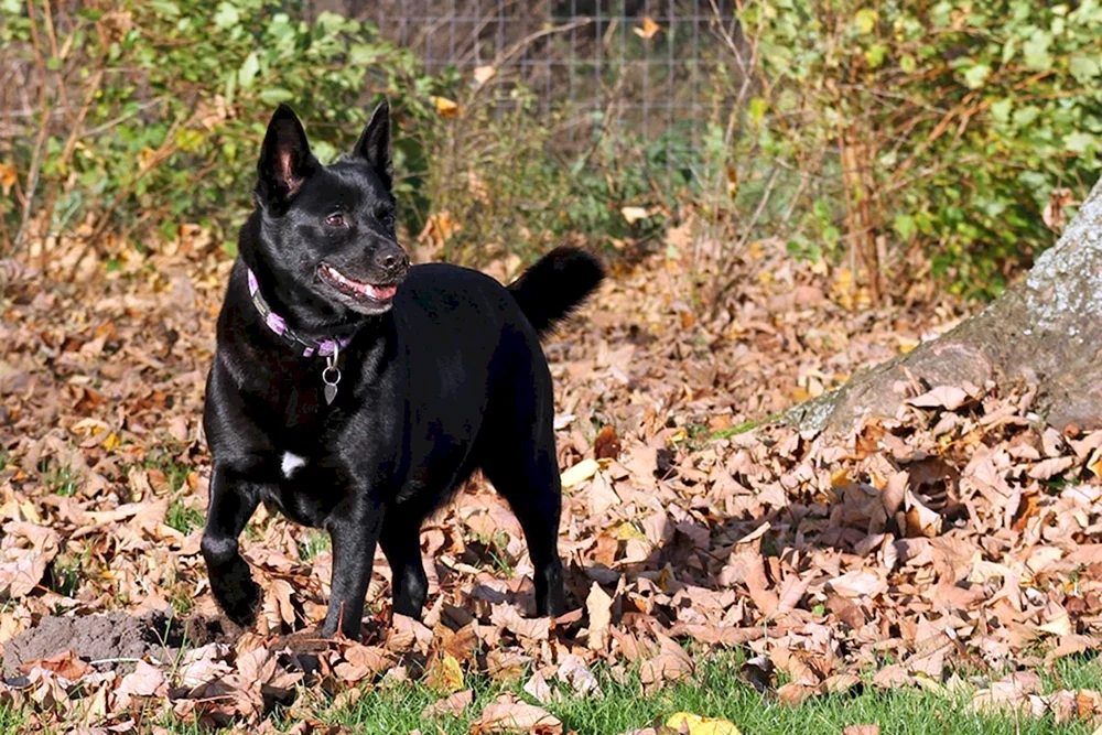Belgischer schwarzer Glatthaar-Schäferhund