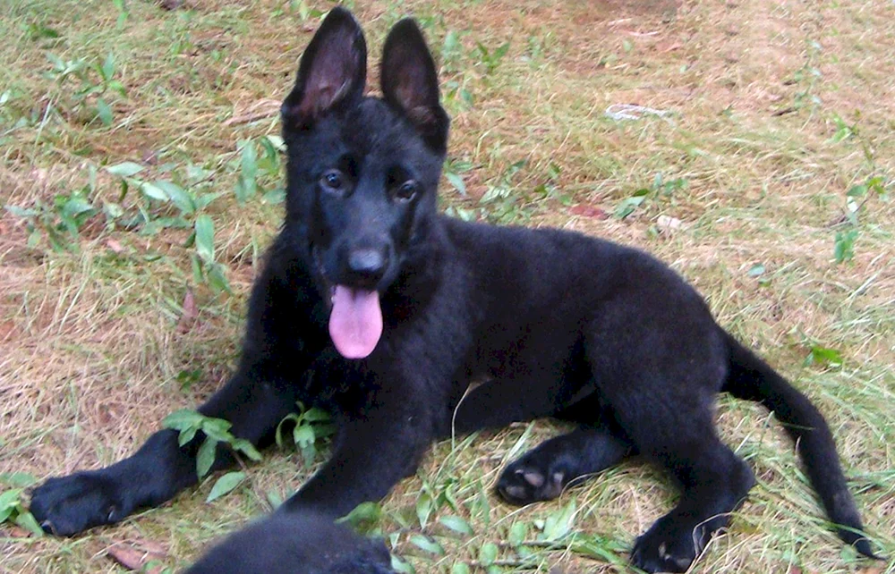 Deutscher Schäferhund schwarz