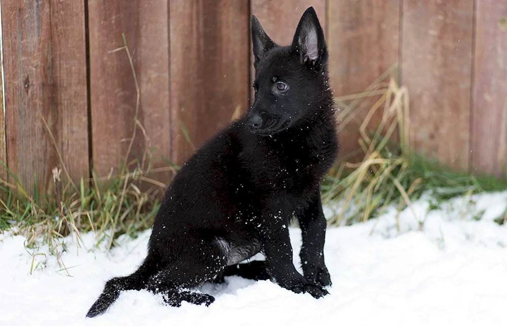 Deutscher Schäferhund Welpen schwarz glatt-haarig
