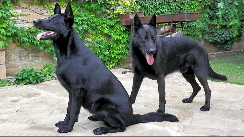 Belgischer Schäferhund schwarz glatthaarig