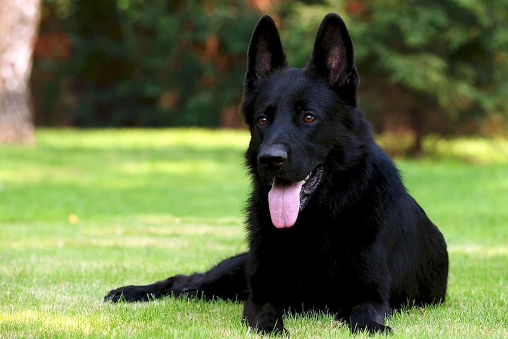 Osteuropäischer schwarzer Schäferhund