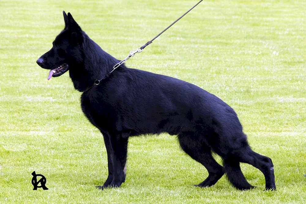 Belgischer Schäferhund. schwarz kurzhaarig