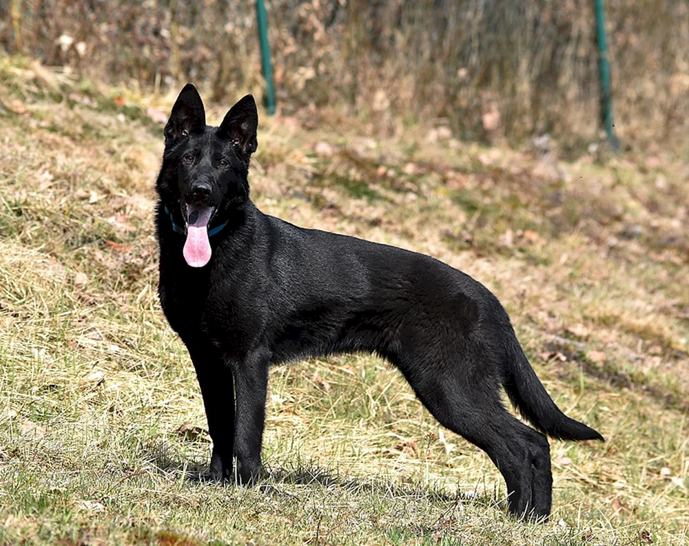Belgischer Schäferhund schwarz kurzhaarig