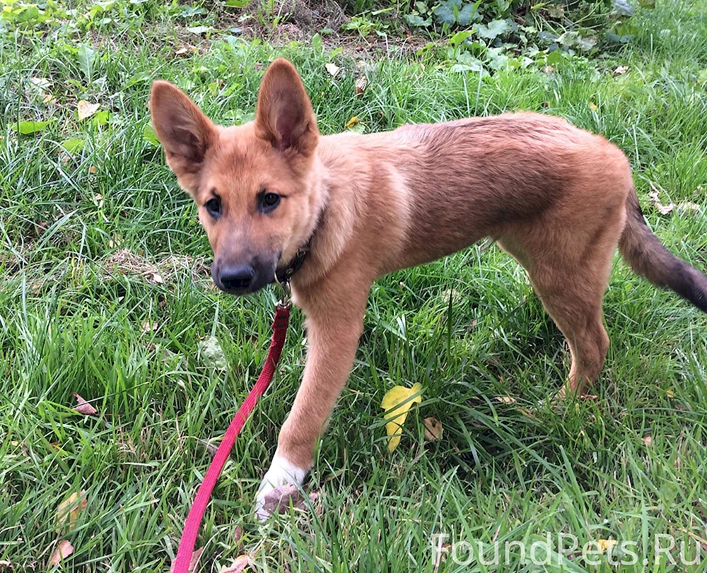 Belgischer Schäferhund Glatthaarig Rot