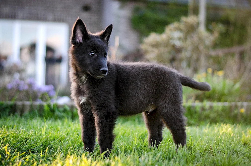 Malinois