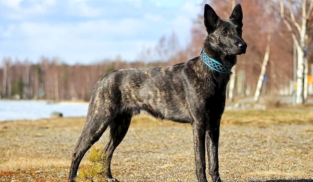 Belgischer Schäferhund Herder