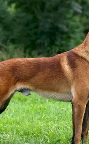 Belgischer Schäferhund Malinois