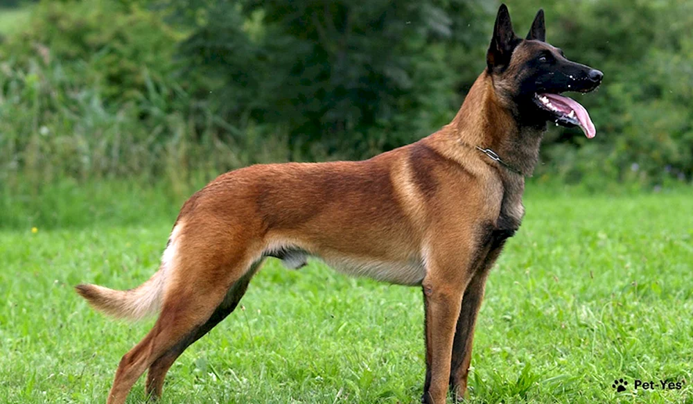 Belgischer Schäferhund Malinois