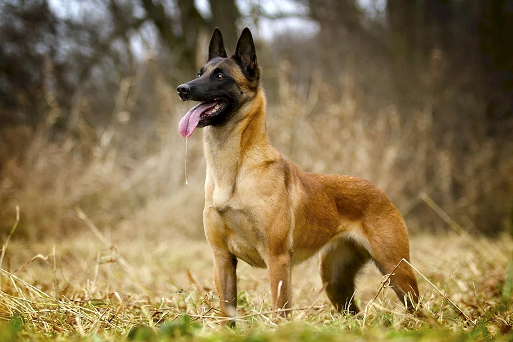 Belgischer Schäferhund Malinois
