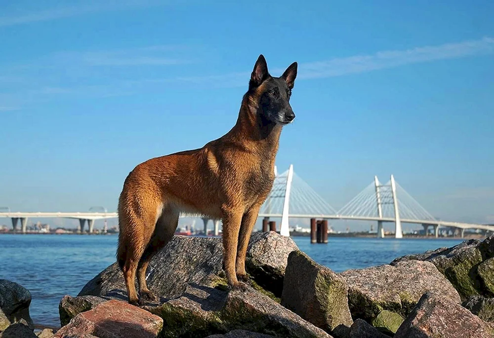 Belgischer Malinois