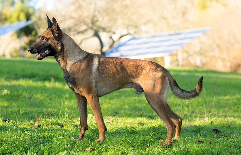 Belgischer Schäferhund Malinois