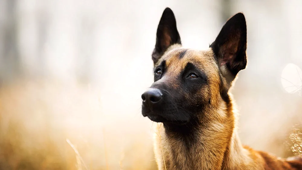 Belgischer Schäferhund Grünendal