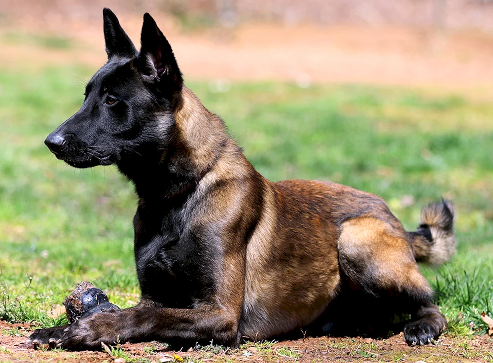 Belgischer Schäferhund Malinois