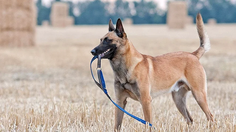 Belgischer Schäferhund Malinois