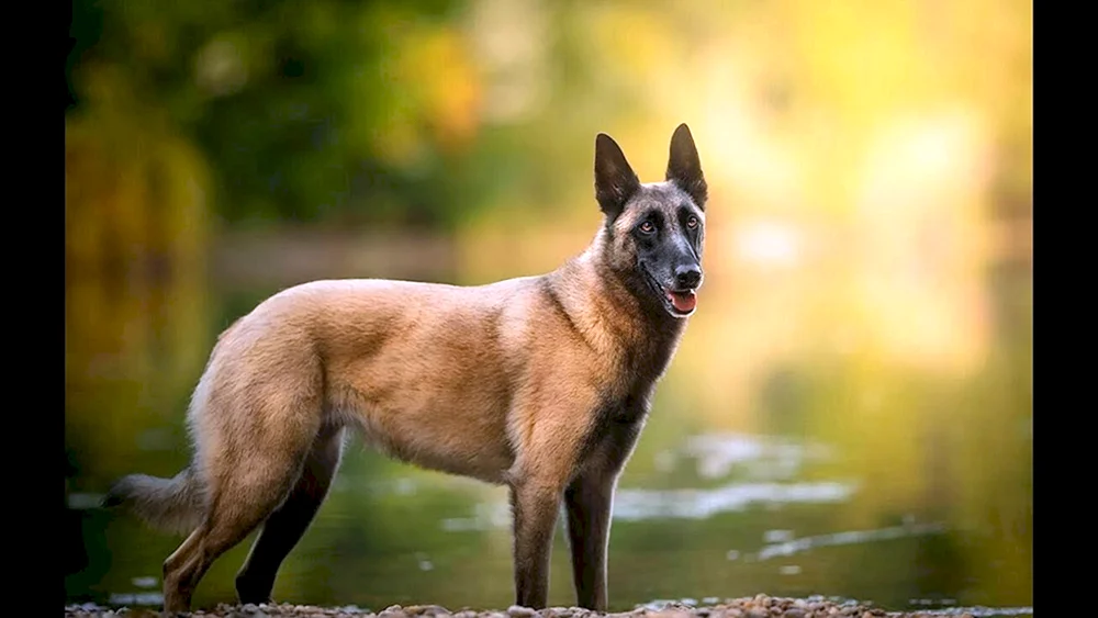 Belgischer Malinois
