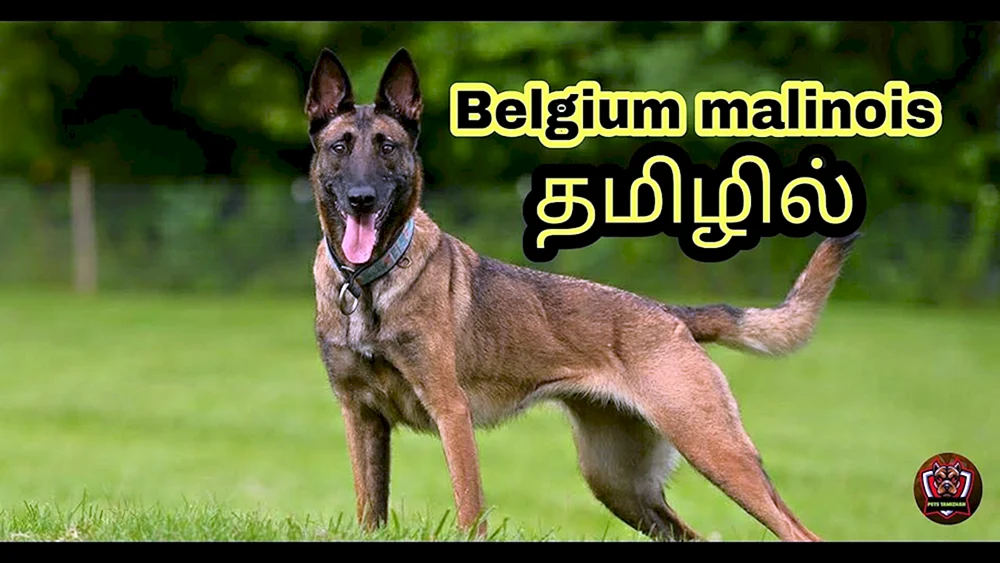 Malinois