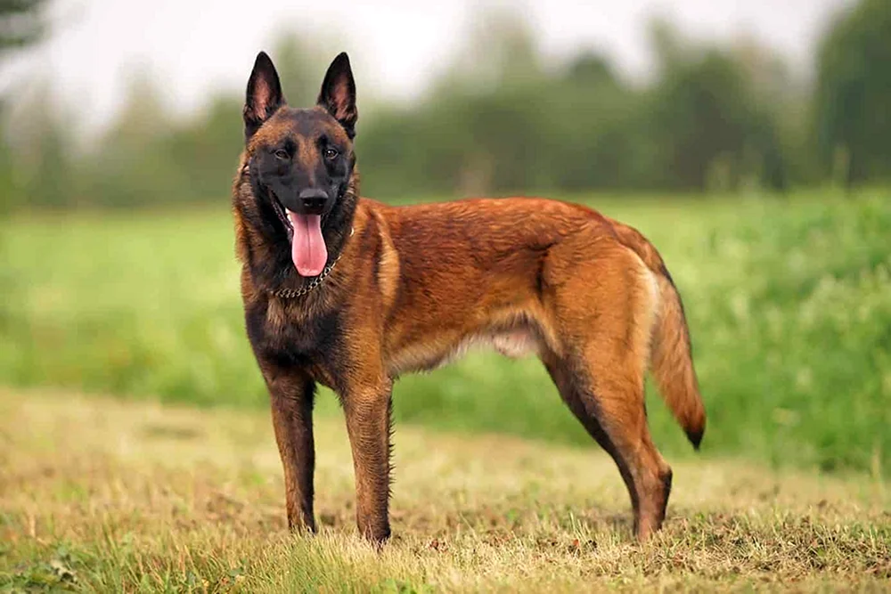 Belgischer Malinois