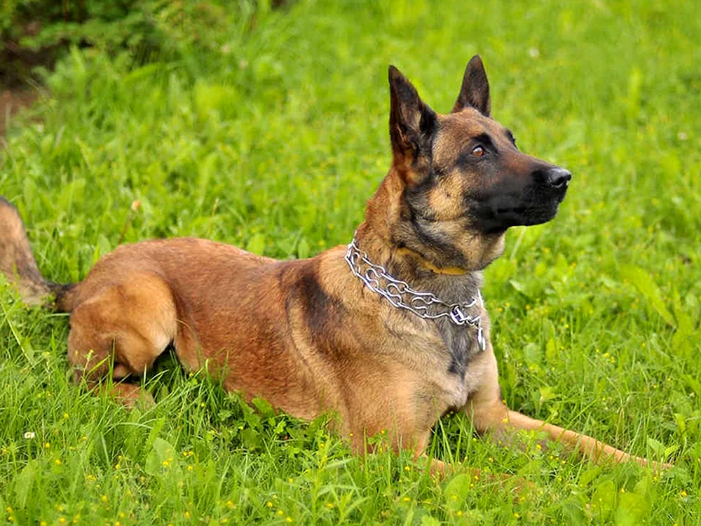 Belgischer Malinois