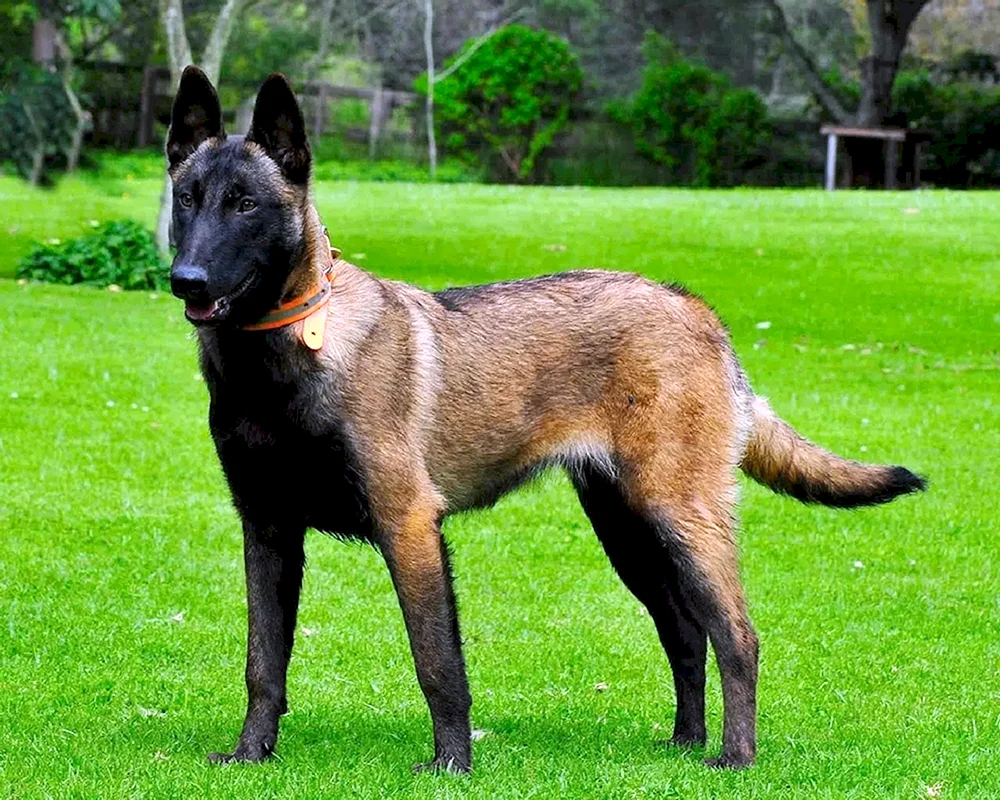 Belgischer Schäferhund. Mal