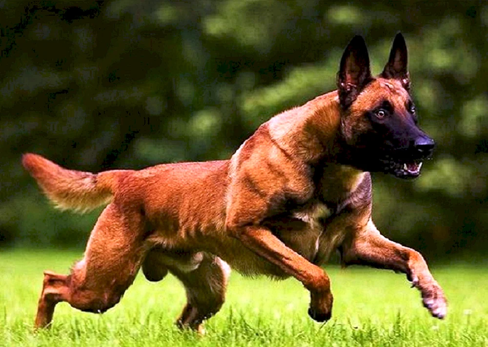 Belgischer Schäferhund Malinois