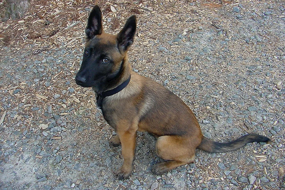 Belgischer Schäferhund Malinois