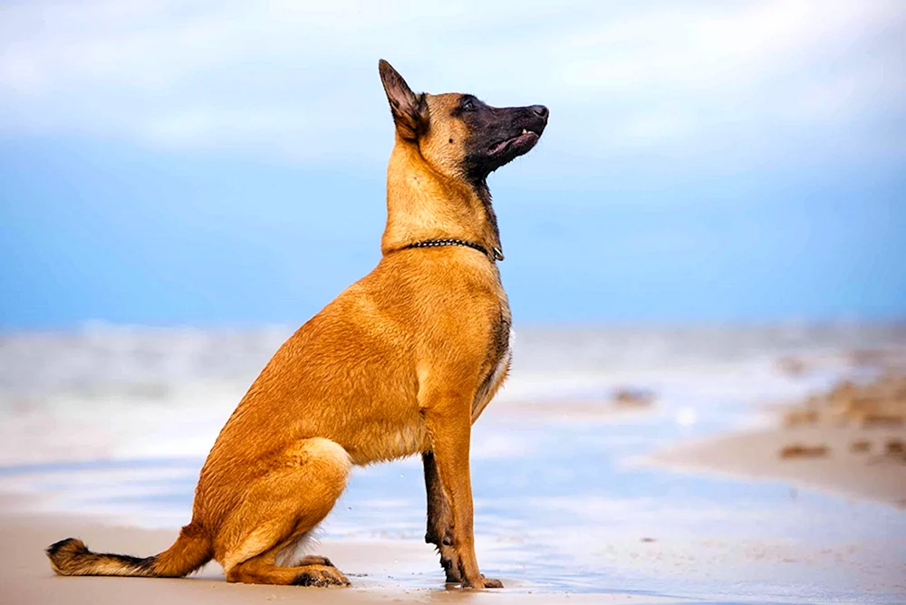 Malinois
